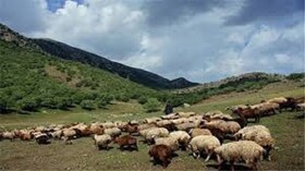 دانش‌آموخته دکترای محیط زیست: رمه‌گردانی در روزهای بارانی فشار مضاعفی بر اکوسیستم وارد می‌کند