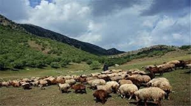 دانش‌آموخته دکترای محیط زیست: رمه‌گردانی در روزهای بارانی فشار مضاعفی بر اکوسیستم وارد می‌کند