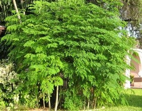 کشت مورینگا برای نخستین‌بار در دهلران 