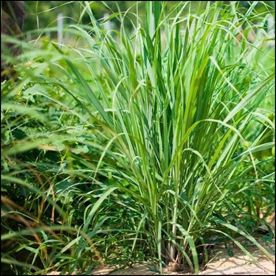 آغاز کشت گیاهان دارویی علف لیمو در ابوغویر دهلران