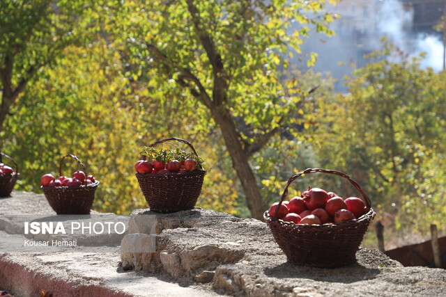 دلالی و خامفروشی مهمترین محصولات خلیلآباد در سایه فقدان کارخانههای فرآوری