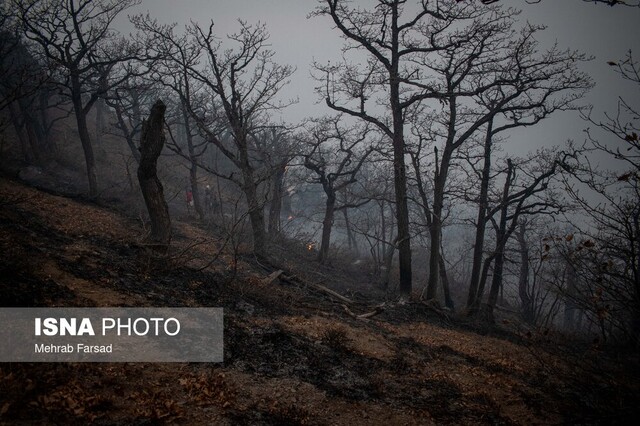 ساجدی‌نیا: آتش‌سوزی جنگل‌های الیت مهار شده است