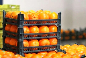 ماجرای پرتقال سمی در ایران چه قدر درست است؟