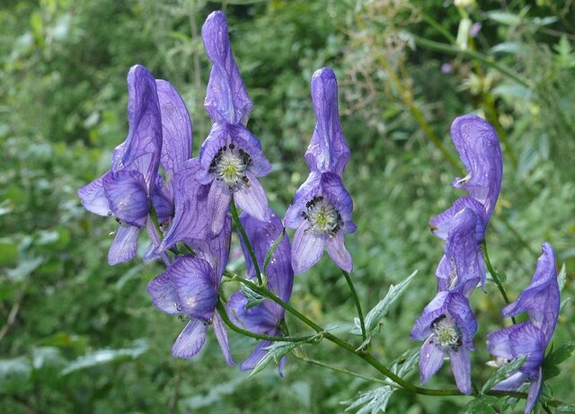 عرضه اشتباه گیاه سمی «اقونیطون» به جای «جدوار»