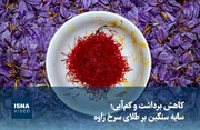 توسعه طلای سرخ در بام شرق ایران/ سطح زیر کشت زعفران در سیستان و بلوچستان به ۵۱ هکتار رسید
