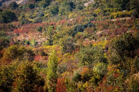 پاییزِ هزاررنگ در روستای شیت - طارم