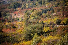 پاییزِ هزاررنگ در روستای شیت - طارم
