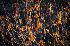 پاییزِ هزاررنگ در روستای شیت - طارم