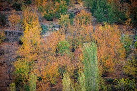 پاییزِ هزاررنگ در روستای شیت - طارم