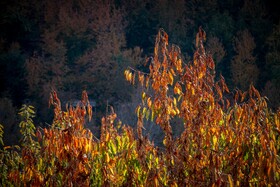 پاییزِ هزاررنگ در روستای شیت - طارم
