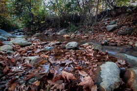پاییزِ هزاررنگ در روستای شیت - طارم