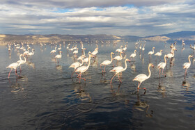 تالاب مهارلو در تلاقی بقا و تهدید/ از زادآوری فلامینگوها تا هشدار درباره سد تنگ‌سرخ شیراز