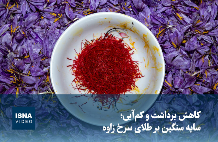 ویدیو/ کاهش برداشت و کم‌آبی؛ سایه سنگین بر طلای سرخ زاوه