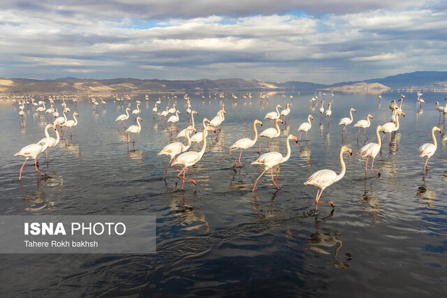 تالاب مهارلو در تلاقی بقا و تهدید/ از زادآوری فلامینگوها تا هشدار درباره سد تنگ‌سرخ شیراز