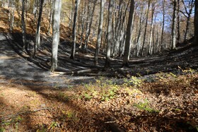 دستور شبانه دادستان آمل برای ممنوعیت اقامت شبانه گردشگران در جنگل‌ها