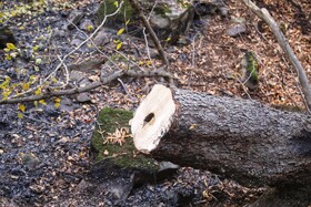 خطر وقوع آتش‌سوزی و سقوط شاخه درختان در گلستان