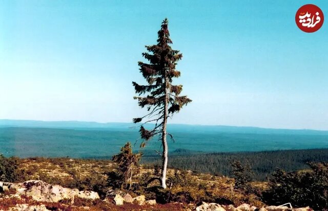 قدیمی‌ترین درختان زنده در سراسر جهان؛ از کالیفرنیا تا ابرکوه