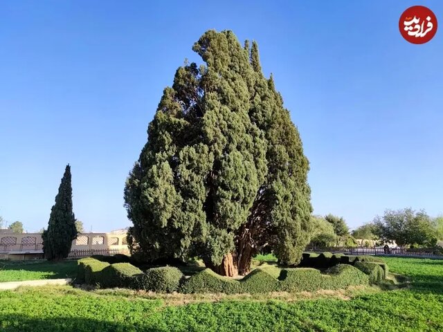 قدیمی‌ترین درختان زنده در سراسر جهان؛ از کالیفرنیا تا ابرکوه