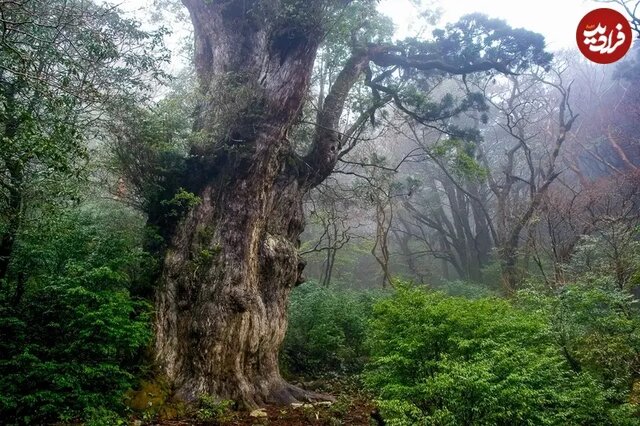 قدیمیترین درختان زنده در سراسر جهان؛ از کالیفرنیا تا ابرکوه