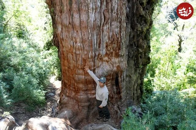 قدیمی‌ترین درختان زنده در سراسر جهان؛ از کالیفرنیا تا ابرکوه