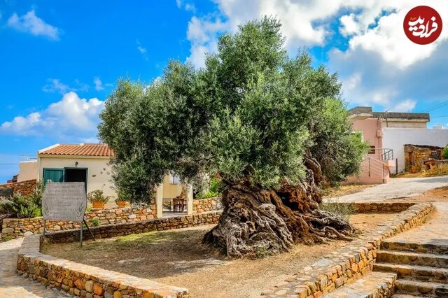 قدیمیترین درختان زنده در سراسر جهان؛ از کالیفرنیا تا ابرکوه