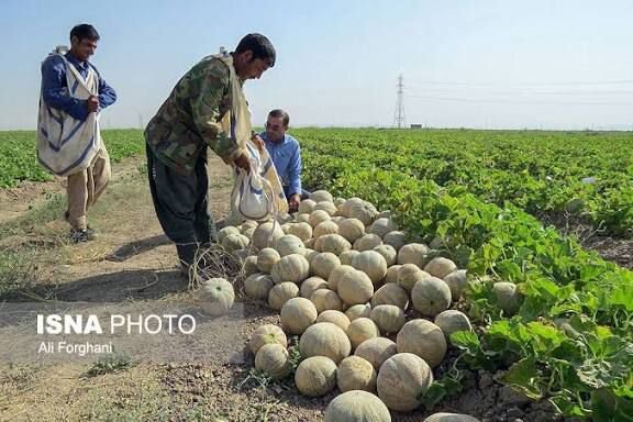 مدیر جهاد کشاورزی شهرستان: برداشت طالبی از مزارع دهلران آغاز شد