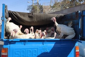 کشف بوقلمون‌های فاقد مجوز دامپزشکی در میامی