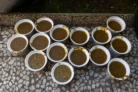 پخت آش نذری مردم شفت در سالروز شهادت حضرت فاطمه زهرا(س)