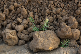 تخلیه گسترده خاک‌های آلوده ناشی از کارخانه کنسانتره آهن در شهرک صنعتی عطار نیشابور، محیط زیست را تهدید می‌کند.