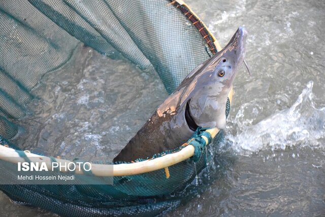 صید سالانه ۳۵۰ تن انواع تن ماهیان تجاری در ایران