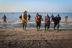 بالا آوردن تور پره از دریا توسط صیادان - کیاشهر