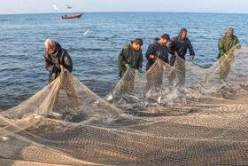 بالا آوردن تور پره از دریا توسط صیادان - کیاشهر