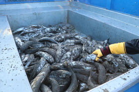 جمع آوری ماهی در پشت ماشین تا به محل شرکت تعاونی پره شیلات انتقال یابد