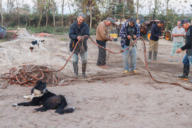 بخشی از تور های پره در دریا هنگام برخورد با موانع پاره می شوند، برخی از صیادان وظیفه ترمیم این تور را دارند