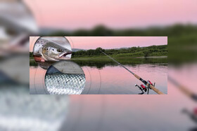 این فناوری جدید، ماهی آزاد را از ماهی پرورشی تشخیص می‌دهد 