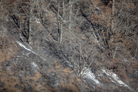 بعضی از قسمت‌های جنگل که اطفا شده بود، به چشم می‌خورد.