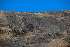 بعضی از قسمت‌های جنگل که اطفا شده بود، به چشم می‌خورد.