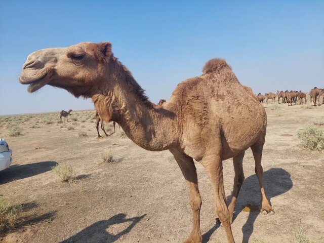 پرورش ۶۵۰ نفر شتر در دشت عباس دهلران، طرحی علمی برای دامداری پایدار و اشتغال بومی