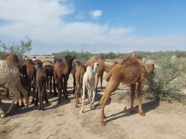 مدیر جهاد کشاورزی شهرستان: پرورش ۶۵۰ نفر شتر در دشت عباس دهلران، طرحی علمی برای دامداری پایدار و اشتغال بومی است
