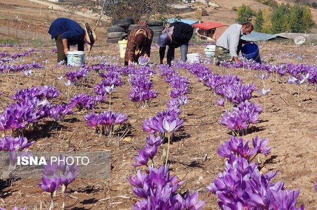 برداشت ۲۴۵ کیلوگرم زعفران از مزارع تفتان