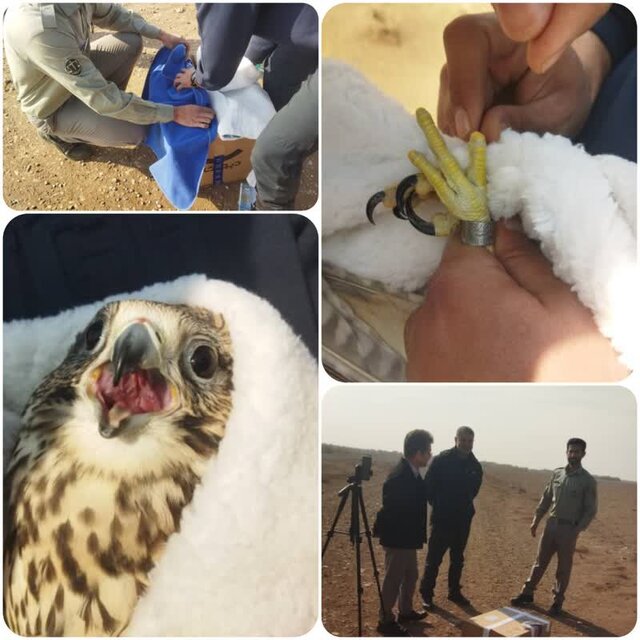 درمان و رهاسازی یک بالابان توسط محیط زیست البرز