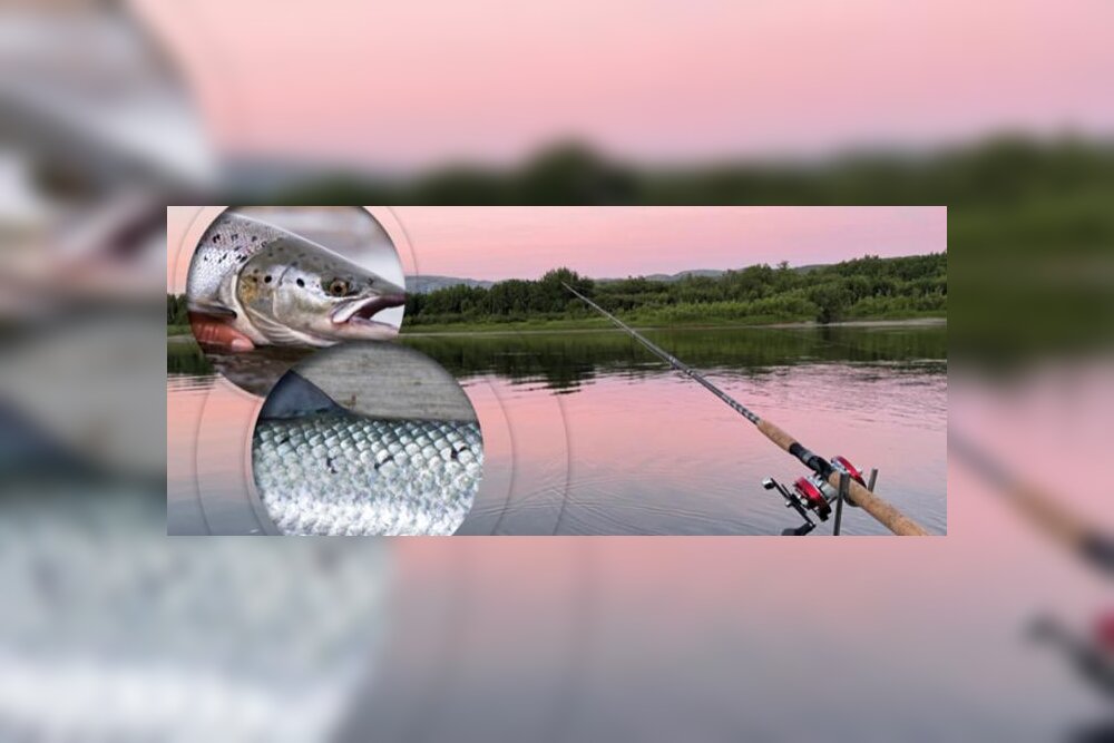 این فناوری جدید، ماهی آزاد را از ماهی پرورشی تشخیص می‌دهد 