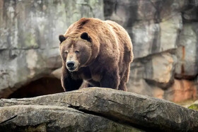 افزایش حضور خرس‌های سبلان در روستاهای مشگین‌شهر