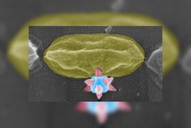 ماده برنده جایزه نوبل، باکتری‌ها را سوراخ می‌کند!