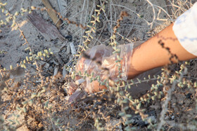 پاکسازی سواحل کیش