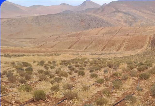 مدیر شهرک‌های کشاورزی لرستان: گیاهان دارویی می‌توانند نقش پررنگی در حفظ و ارتقاء سلامت ایفا کنند