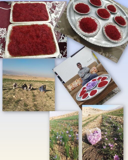 برداشت زعفران در چرداول