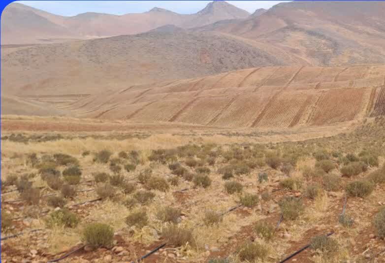 مدیر شهرک‌های کشاورزی لرستان: گیاهان دارویی می‌توانند نقش پررنگی در حفظ و ارتقاء سلامت ایفا کنند