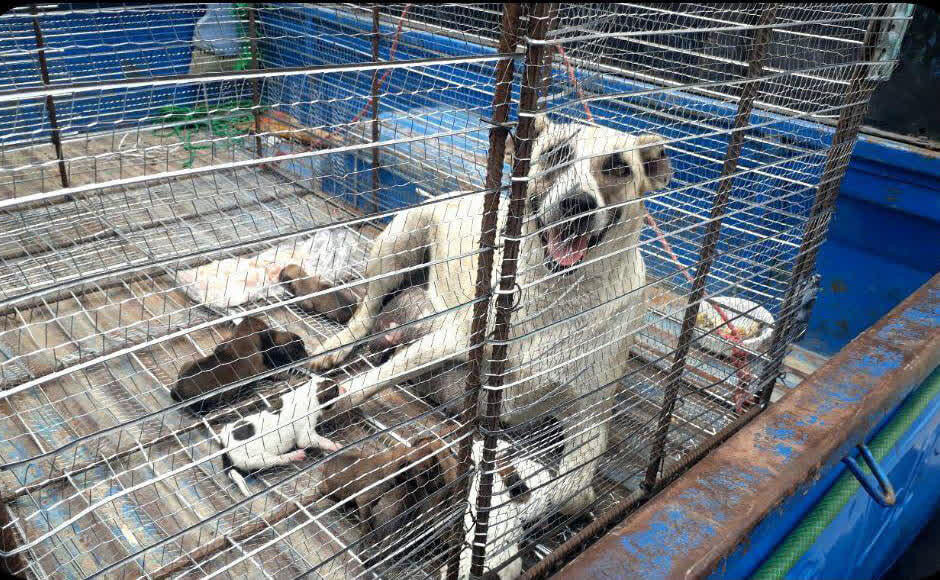 شهروندان قرچک نگران سگ‌های ولگرد/ ۶۵۰ قلاده جمع‌آوری شد