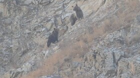 مشاهده خرس ماده و دو توله در منطقه حفاظت‌ شده البرز